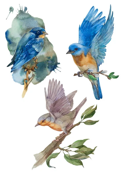 Oiseaux Prêts Illustration Aquarelle Sur Fond Blanc — Photo