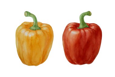 Dolmalık biber. Sarı biber ve kırmızı biber. Beyaz arkaplanda suluboya çizimi.