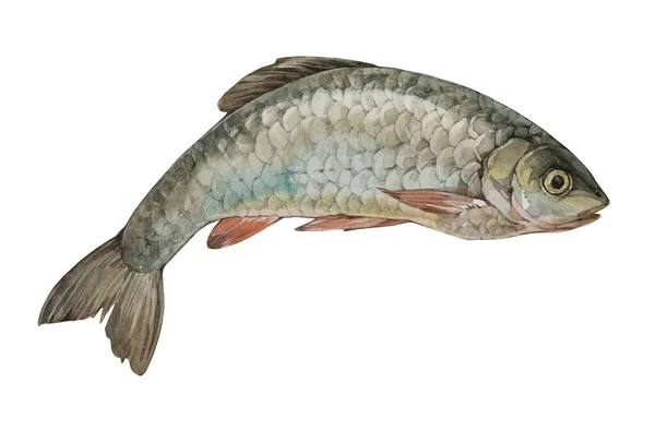 Pesce Pesci Fiume Chub Illustrazione Acquerello Sfondo Bianco — Foto Stock