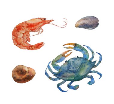 Yengeç, karides ve kabuklu deniz hayvanı. Beyaz arkaplanda suluboya çizimi.