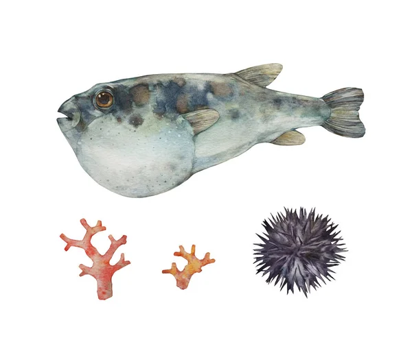 Fugu balığı. Japon puf. Balık ve deniz kestanesi. Beyaz arkaplanda suluboya çizimi. 