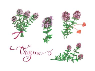 Kekik. Hazır ol. Beyaz arkaplanda suluboya çizimi. 