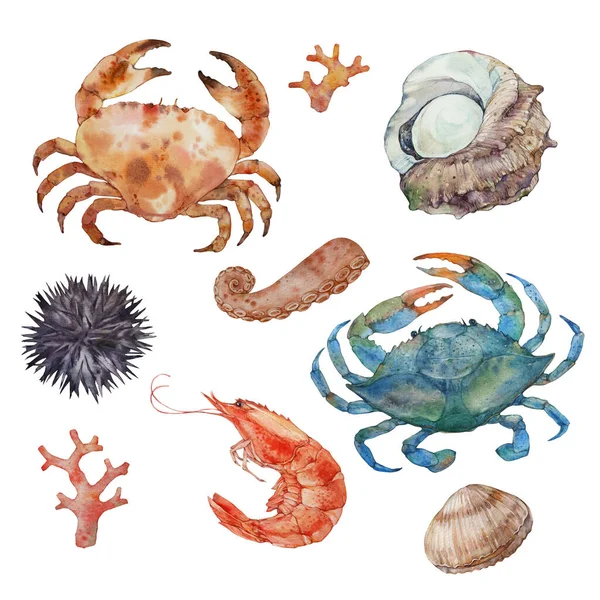 Krabben Und Garnelen Schalentiere Set Vorhanden Aquarell Illustration Auf Weißem — Stockfoto