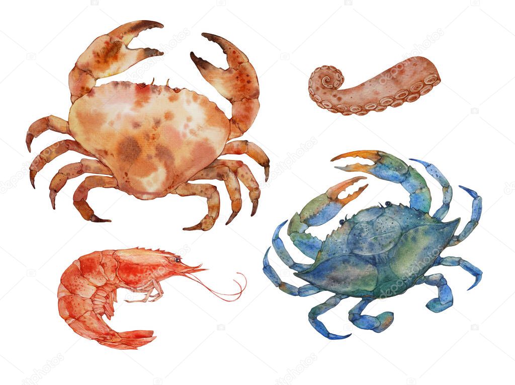 Crabs and shrimps, shellfish. Set. Watercolor illustration on a white background. 