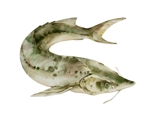 Sterlet Sturgeon Watercolor Illustration White Background — Φωτογραφία Αρχείου