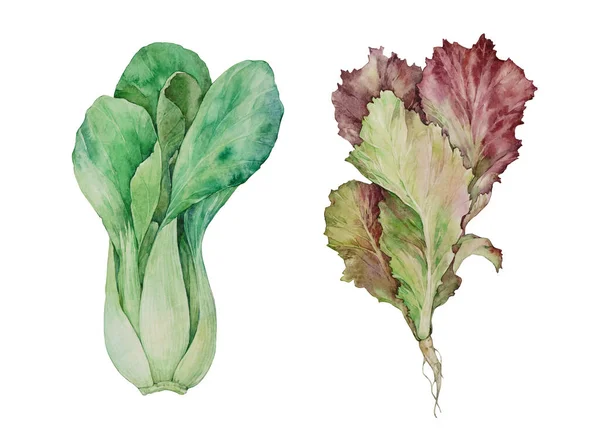 Pak Choi lahana ve salata. Beyaz arkaplanda suluboya çizimi. 