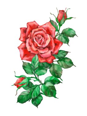 Güller. Beyaz arkaplanda suluboya çizimi. 