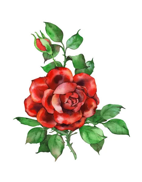 Roses Watercolor Illustration White Background — Stock Photo, Image