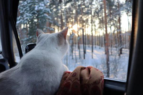 A cat in a car by an open window. Traveling in winter with a pet.