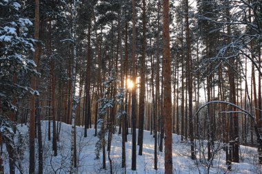 Kış orman manzarası. Akşam güneşi çam ormanındaki ağaçların arasından süzülüyor..
