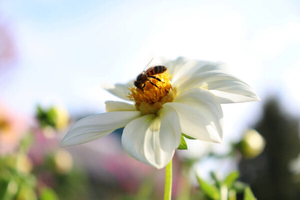 A honey bee collects nectar on a large flower. White dahlia. Pollination of flowers by insects. Question of protecting bees.