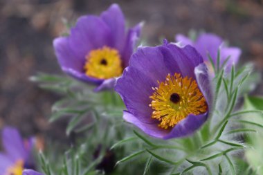 Pulsatilla patens, doğu pasqueflower. Mor tüylü tıbbi çiçek..
