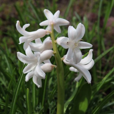 Beyaz bahar sümbülü çiçeği. Büyüyen soğanlı bitkiler. Kare fotoğraf biçimi.