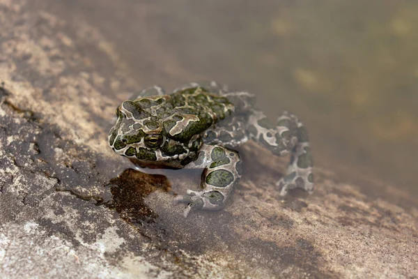 유럽의 두꺼비 — 스톡 사진