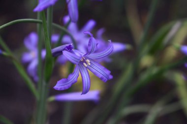 Çiçekli küçük mavi zambaklar. Güzel leylak çiçeklerinin arka plan fotoğrafı.