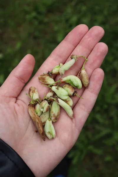 Bloemen Fruitzakken Zijn Een Plantenziekte Beschadigde Vogelkers Hand — Stockfoto