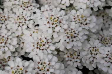 Şeker, İberis sempervirens. Çok güzel, uzun ömürlü çiçekler. Yakın plan. Arkaplan fotoğrafı.