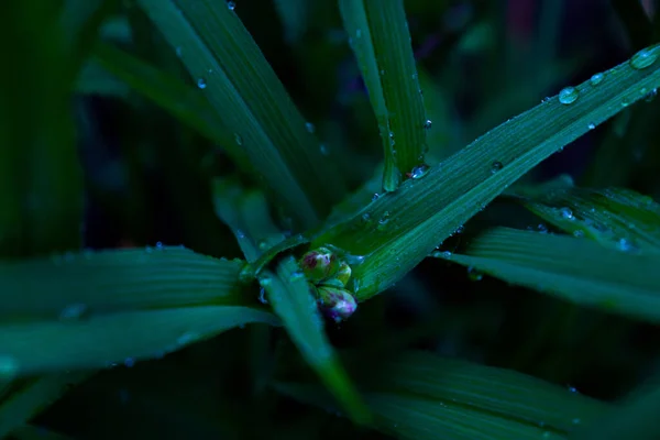 Regentropfen Auf Blättern Und Knospen Wasser Auf Einer Grünen Pflanze — Stockfoto