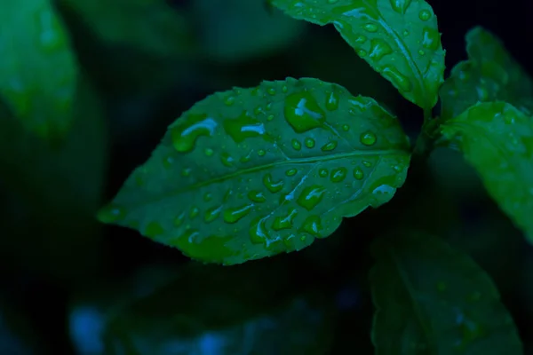 Regentropfen Auf Den Blättern Wasser Auf Einer Grünen Pflanze Schönes — Stockfoto