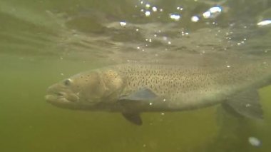 Moğolistan 'daki bir nehirde büyük bir Taimen alabalığının cesedini kapatın. Yakında yakalama ve salıverme pratiği yapan bir balıkçı tarafından serbest bırakılacak.