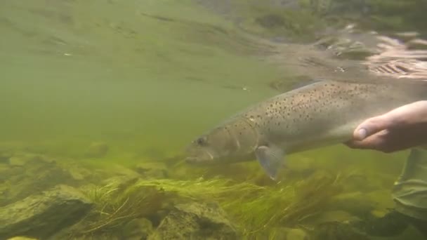 Vangst Vrijlating Van Een Taimen Trout Gevangen Zijn Weg Zwemmen — Stockvideo