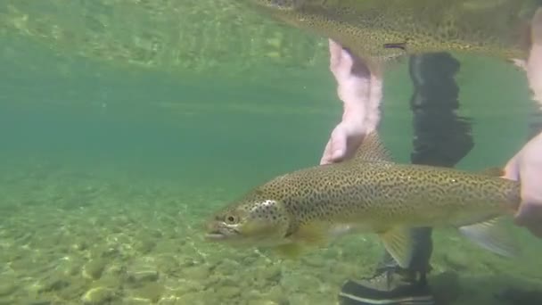 Imágenes Submarinas Una Trucha Marrón Siendo Liberada Nuevo Río Glacial — Vídeos de Stock