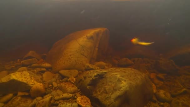 Onderwaterbeelden Van Een Atlantische Zalmvlieg Die Door Het Water Stroomt — Stockvideo