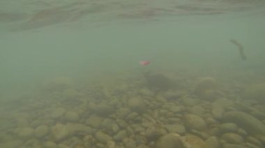 Pasifik Somonu ve Çelik Kafa balıkçılığı nehirde, suyun altında ilerliyorlar.