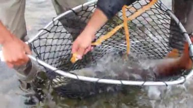 Balık bilimcileri, Moğolistan 'daki bir nehre salmadan önce koruma amacıyla büyük ve ender bulunan Taimen alabalığının uzunluğunu ölçüyorlar..