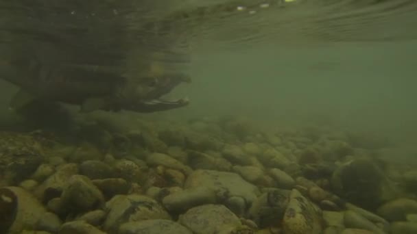 Podwodne Nagranie Jak Chum Salmon Zostaje Wypuszczony Rzeki — Wideo stockowe
