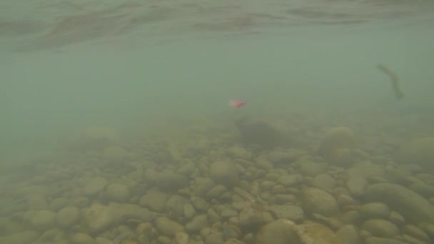 太平洋サーモンとスチールヘッド釣りフライが川を通って 水中を移動する — ストック動画