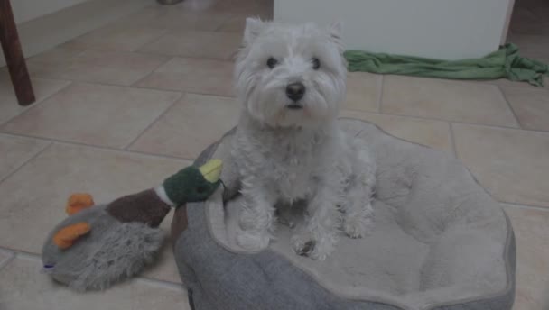 Ένα Χαριτωμένο Σκυλί Του West Highland Terrier Κάθεται Στο Κρεβάτι — Αρχείο Βίντεο