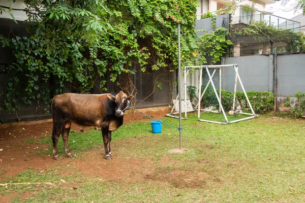 Eine Auf Einem Fußballplatz Einem Wohnkomplex Indonesien Gefesselte Kuh Bevor — Stockfoto