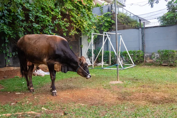 Eine Kuh Gefesselt Für Eid Adha Bevor Sie Einem Indonesischen — Stockfoto