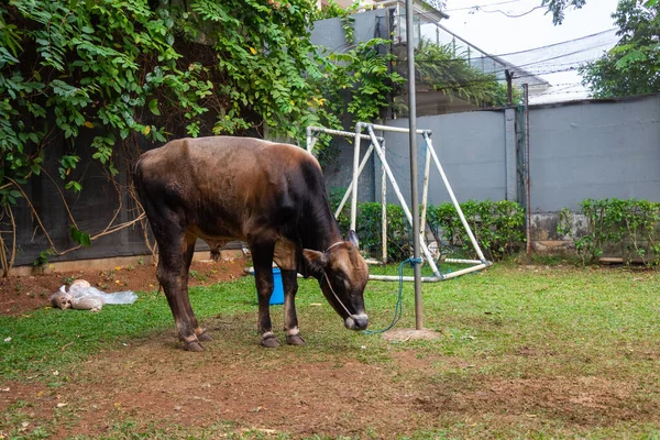 Eine Kuh Gefesselt Für Eid Adha Bevor Sie Einem Indonesischen — Stockfoto