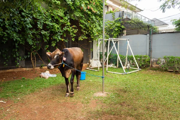 Eine Auf Einem Fußballplatz Einem Wohnkomplex Indonesien Gefesselte Kuh Bevor — Stockfoto