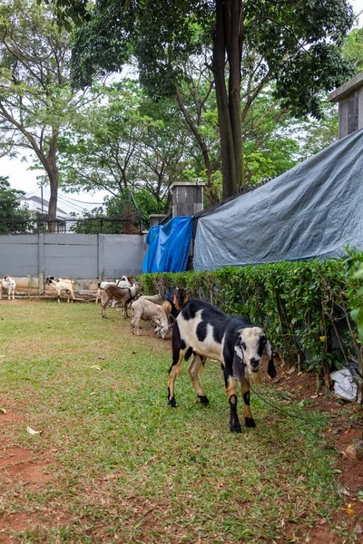 Ziegen Die Einem Indonesischen Gelände Gefesselt Wurden Bevor Sie Geschlachtet — Stockfoto