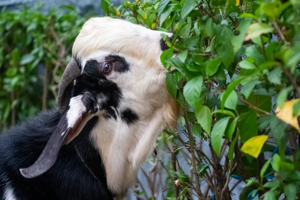 Kacang Indonesian Goat Tied Feeding Vegetation — Stock Photo, Image