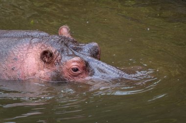 Kafası kısmen suya gömülü bir su aygırına yaklaş.