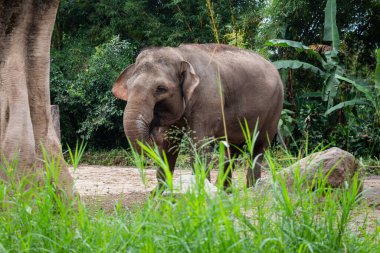The critically endangered Sumatran Elephant at Taman Safari Park clipart