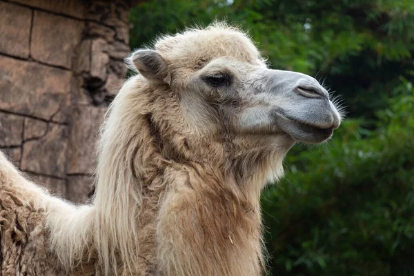 Eine Nahaufnahme Eines Bactrain Oder Mongolischen Kamelkopfes — Stockfoto