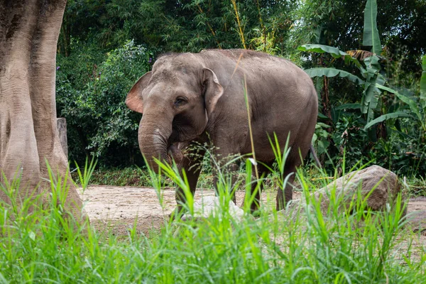 Taman Safari Parkı 'nda tehlike altındaki Sumatra Fili.