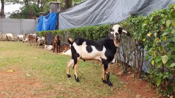Cabras Comendo Folhas Uma Sebe Complexo Habitacional Indonésio Dia Anterior — Vídeo de Stock