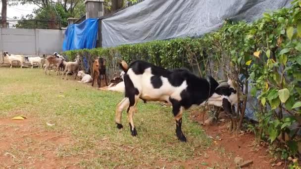 Cabras Comiendo Hojas Seto Complejo Viviendas Indonesio Día Antes Ser — Vídeos de Stock