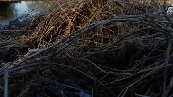 Образный Замок Мертвых Замерзших Тростников Заднем Плане Исторический Шотландский Замок — стоковое видео