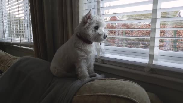 Ein West Highland Terrier Hund Sitzt Auf Einer Couch Wacht — Stockvideo