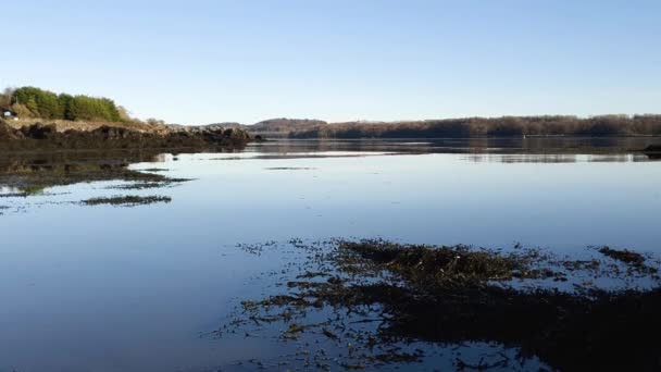 Kelp Maleza Marina Mueven Marea Estuario Del Río Dee Kirkcudbright — Vídeo de stock