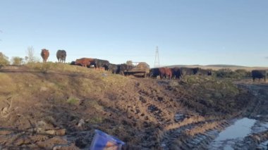 İskoçya 'da bir tarlada sığırların aşırı otlaması toprak erozyonuna ve kaybına, dörtnala, İskoçya