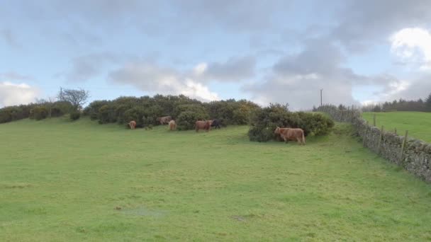 Highland Cows Sheltering Gorse Bushes Field Galloway Scotland Windy Winter — Stock Video