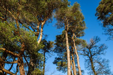 Caledonian pine trees at Clateringshaws Loch and visitors centre, Dumfries and Galloway, Scotland clipart